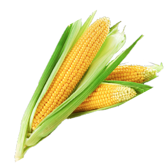 Ooty Sweet corn