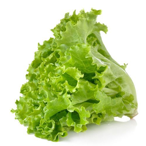 Ooty Green Lettuce