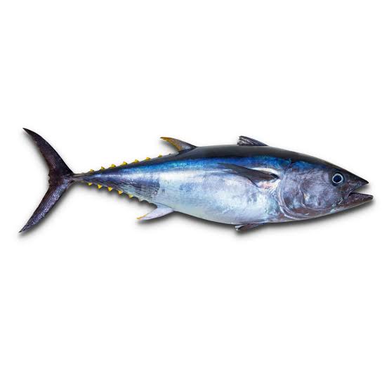 Kera / Yellow Fin Tuna (uncut)